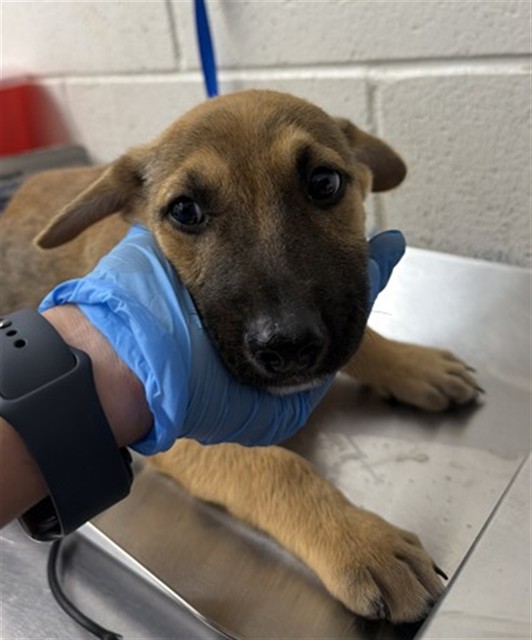 Shelter Stray Male Dog last seen ARDEN & PACIFIC, 333 Chandler Pl, San Bernardino, CA 92408, USA
