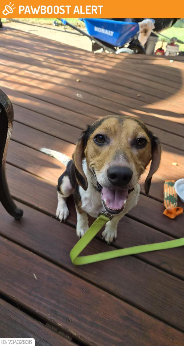 Found/Stray Male Dog last seen Spartanburg Buddhist Center, Spartanburg County, SC 29303