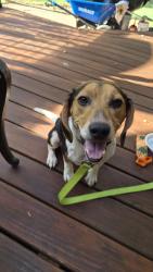 Found/Stray Male Dog last seen Spartanburg Buddhist Center, Spartanburg County, SC 29303