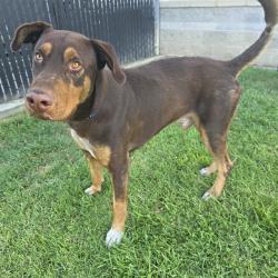 Shelter Stray Male Dog last seen Near BLK W 7TH ST, LONG BEACH, CA 90813, 7700 E Spring St, Long Beach, CA 90815, USA
