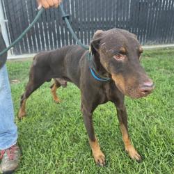 Shelter Stray Male Dog last seen Near BLK W 7TH ST, LONG BEACH, CA 90813, 7700 E Spring St, Long Beach, CA 90815, USA