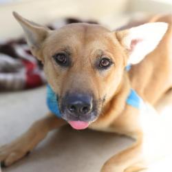 Shelter Stray Male Dog last seen FREDERICKSBURG RD, 4710 TX-151, San Antonio, TX 78227, USA