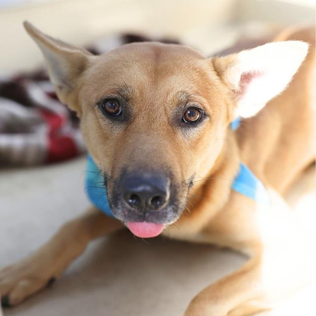 Shelter Stray Male Dog last seen FREDERICKSBURG RD, 4710 TX-151, San Antonio, TX 78227, USA