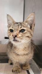 Shelter Stray Female Cat last seen , 11258 Garfield Ave, Downey, CA 90242, USA