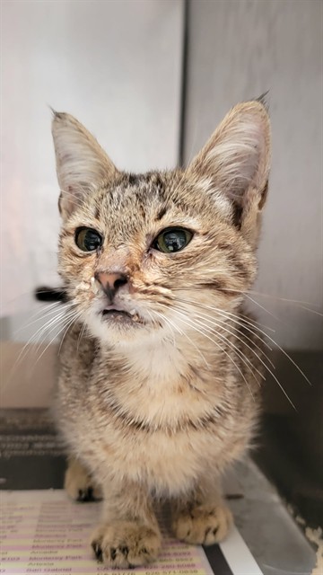 Shelter Stray Female Cat last seen , 11258 Garfield Ave, Downey, CA 90242, USA