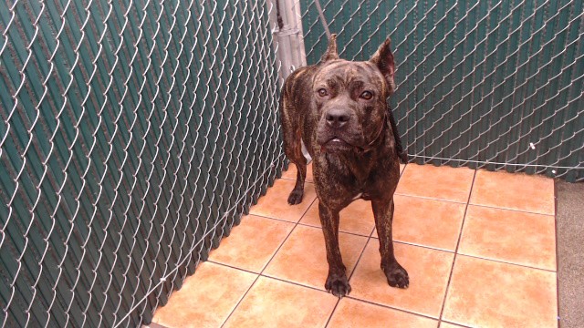 Shelter Stray Female Dog last seen , 11258 Garfield Ave, Downey, CA 90242, USA
