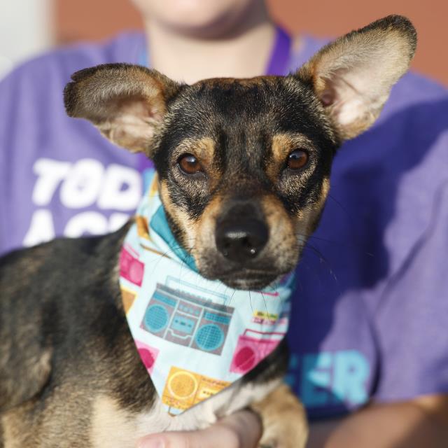 Shelter Stray Male Dog last seen Near BLOCK IRWIN DR, 4710 TX-151, San Antonio, TX 78227, USA
