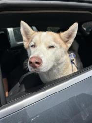 Shelter Stray Female Dog last seen , 4710 TX-151, San Antonio, TX 78227, USA