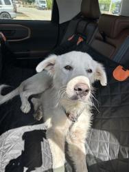 Shelter Stray Female Dog last seen , 4710 TX-151, San Antonio, TX 78227, USA