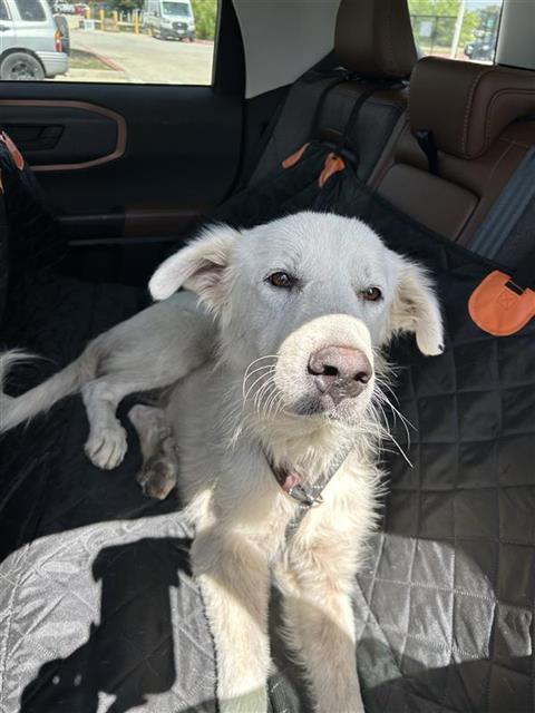 Shelter Stray Female Dog last seen , 4710 TX-151, San Antonio, TX 78227, USA