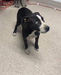 Shelter Stray Female Dog last seen Near BLOCK CHAMPMAN ST, 3951 Fruitvale Ave, Bakersfield, CA 93308, USA