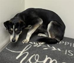 Shelter Stray Male Dog last seen , 38550 Sierra Hwy, Palmdale, CA 93550, USA
