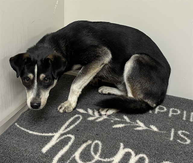 Shelter Stray Male Dog last seen , 38550 Sierra Hwy, Palmdale, CA 93550, USA