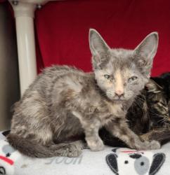 Shelter Stray Female Cat last seen Near BLOCK DRAGOON ST, DETROIT MI 48209, 1431 E Ferry St, Detroit, MI 48211, USA