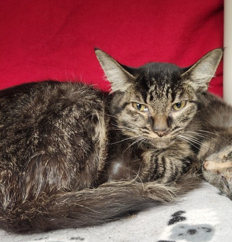 Shelter Stray Female Cat last seen Near BLOCK DRAGOON ST, DETROIT MI 48209, 1431 E Ferry St, Detroit, MI 48211, USA