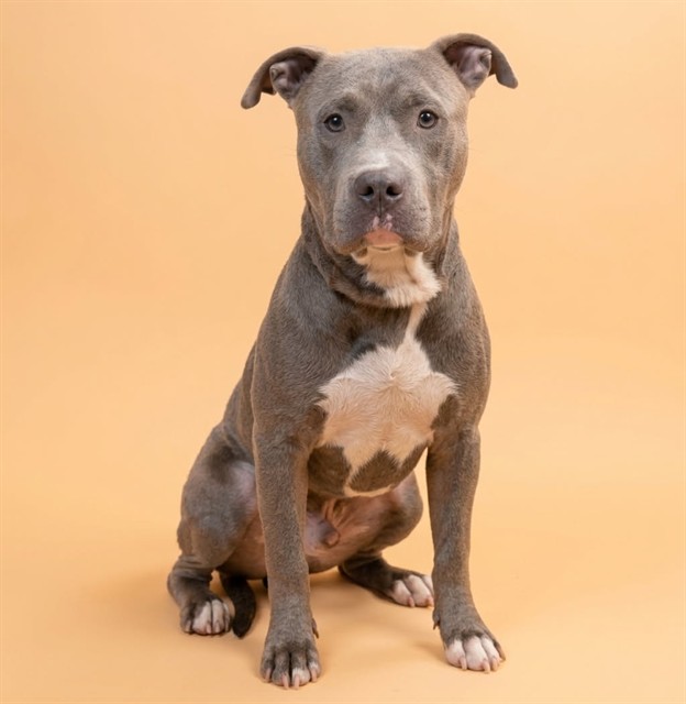 Shelter Stray Male Dog last seen Near BLOCK COLLEGE CIR S, 2020 Forest St, Jacksonville, FL 32204, USA