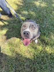 Shelter Stray Female Dog last seen Near BLOCK LAFLAM CIR, 2020 Forest St, Jacksonville, FL 32204, USA