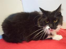 Shelter Stray Male Cat last seen MADISON AVE/JUAN WAY, 95628, 3839 Bradshaw Rd, Sacramento, CA 95827, USA