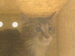 Shelter Stray Male Cat last seen VAN ALSTINE AV/FAIR OAKS AVE, 95608, 3839 Bradshaw Rd, Sacramento, CA 95827, USA