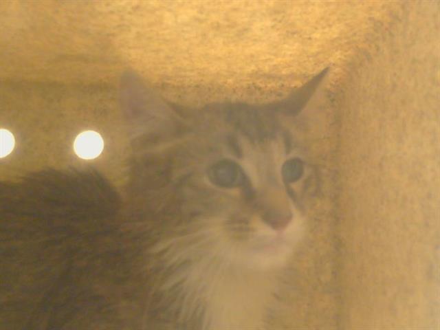 Shelter Stray Male Cat last seen VAN ALSTINE AV/FAIR OAKS AVE, 95608, 3839 Bradshaw Rd, Sacramento, CA 95827, USA