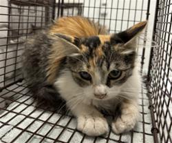 Shelter Stray Female Cat last seen , 1850 W 60th St, Los Angeles, CA 90047, USA