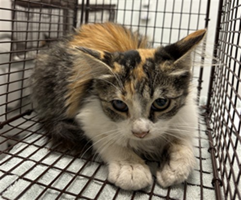 Shelter Stray Female Cat last seen , 1850 W 60th St, Los Angeles, CA 90047, USA