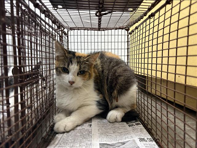 Shelter Stray Female Cat last seen , 1850 W 60th St, Los Angeles, CA 90047, USA