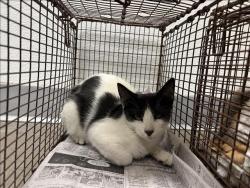 Shelter Stray Male Cat last seen , 1850 W 60th St, Los Angeles, CA 90047, USA