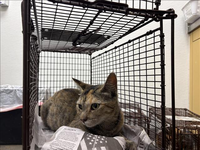 Shelter Stray Female Cat last seen , 1850 W 60th St, Los Angeles, CA 90047, USA