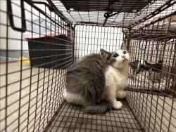 Shelter Stray Female Cat last seen , 1850 W 60th St, Los Angeles, CA 90047, USA