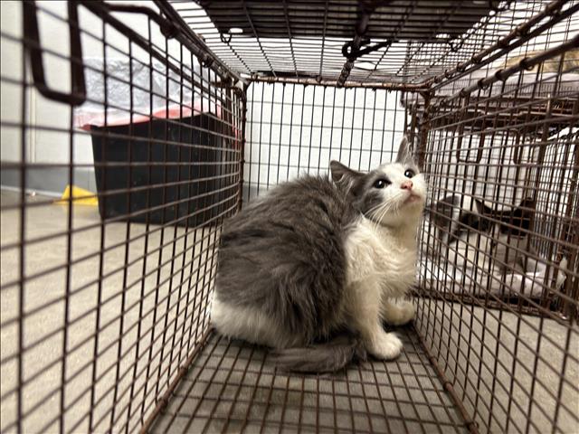 Shelter Stray Female Cat last seen , 1850 W 60th St, Los Angeles, CA 90047, USA