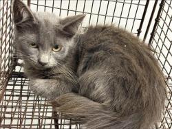 Shelter Stray Female Cat last seen , 1850 W 60th St, Los Angeles, CA 90047, USA