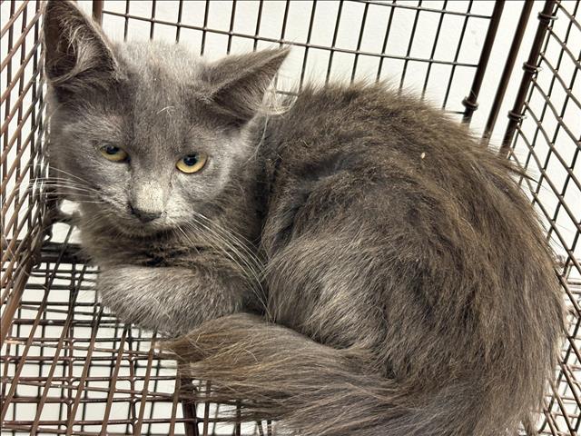Shelter Stray Female Cat last seen , 1850 W 60th St, Los Angeles, CA 90047, USA