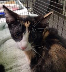 Shelter Stray Female Cat last seen , 1850 W 60th St, Los Angeles, CA 90047, USA