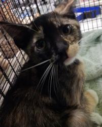 Shelter Stray Female Cat last seen , 1850 W 60th St, Los Angeles, CA 90047, USA