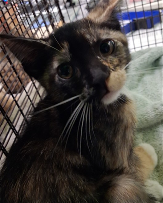 Shelter Stray Female Cat last seen , 1850 W 60th St, Los Angeles, CA 90047, USA