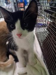 Shelter Stray Male Cat last seen , 1850 W 60th St, Los Angeles, CA 90047, USA