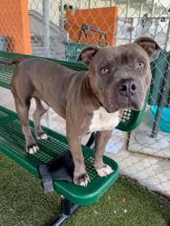 Shelter Stray Male Dog last seen Near BLOCK NW 73RD ST, 3599 NW 79th Ave, Doral, FL 33122, USA
