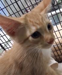 Shelter Stray Male Cat last seen , 1850 W 60th St, Los Angeles, CA 90047, USA