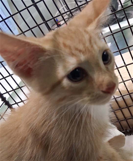 Shelter Stray Male Cat last seen , 1850 W 60th St, Los Angeles, CA 90047, USA