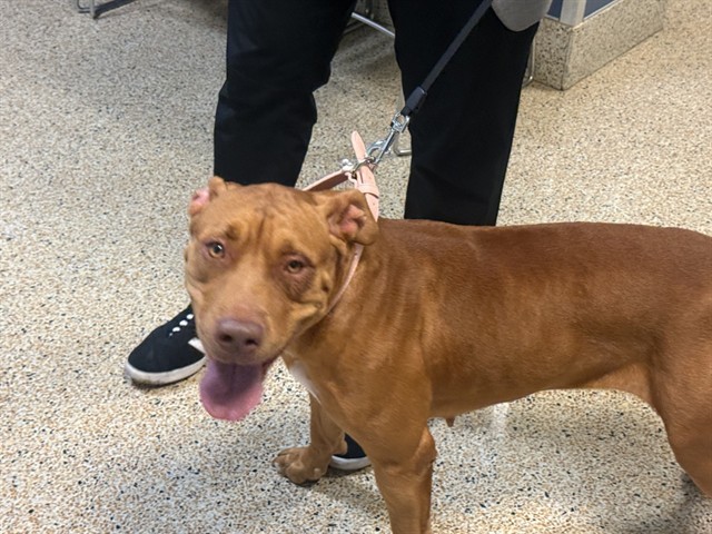 Shelter Stray Female Dog last seen Near BLOCK PALM AVE, 3599 NW 79th Ave, Doral, FL 33122, USA