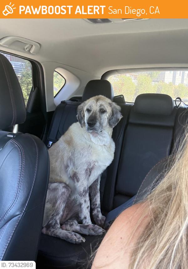 Found/Stray Unknown Dog last seen Chase bank on Governor, San Diego, CA 92122