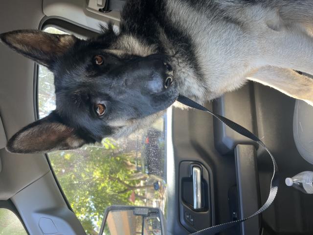 Shelter Stray Male Dog last seen Near BLOCK ADAMS ST, RIVERSIDE, CA, 6851 Van Buren Boulevard, Jurupa Valley, CA 92509, USA
