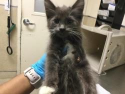 Shelter Stray Male Cat last seen TYLER ST\\ARLINGTON, 6851 Van Buren Boulevard, Jurupa Valley, CA 92509, USA