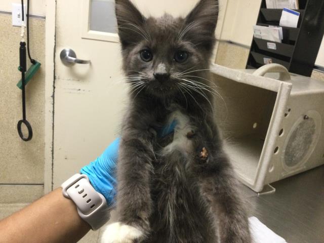 Shelter Stray Male Cat last seen TYLER ST\\ARLINGTON, 6851 Van Buren Boulevard, Jurupa Valley, CA 92509, USA