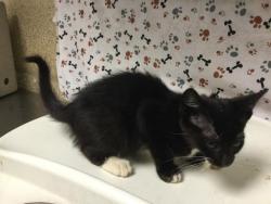 Shelter Stray Female Cat last seen TYLER ST\\ARLINGTON, 6851 Van Buren Boulevard, Jurupa Valley, CA 92509, USA