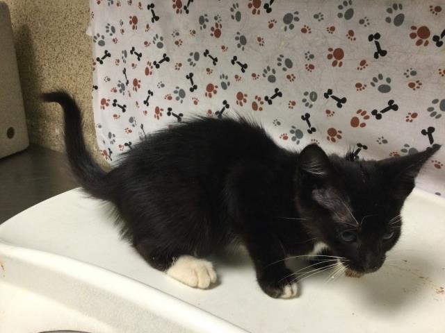 Shelter Stray Female Cat last seen TYLER ST\\ARLINGTON, 6851 Van Buren Boulevard, Jurupa Valley, CA 92509, USA