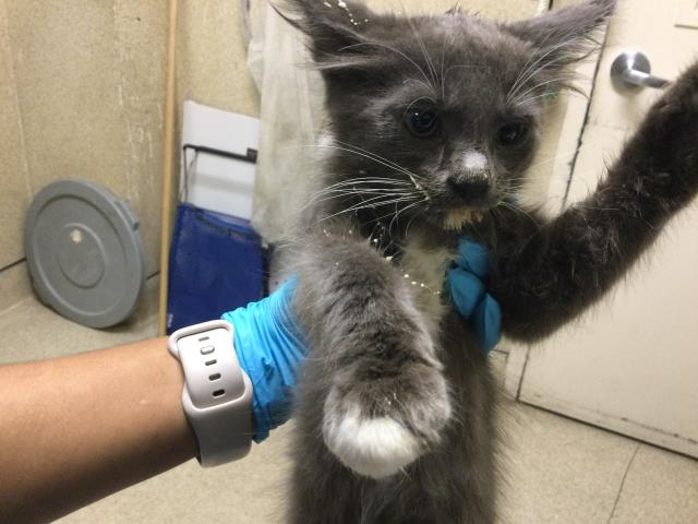 Shelter Stray Female Cat last seen TYLER ST\\ARLINGTON, 6851 Van Buren Boulevard, Jurupa Valley, CA 92509, USA