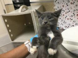 Shelter Stray Male Cat last seen TYLER ST\\ARLINGTON, 6851 Van Buren Boulevard, Jurupa Valley, CA 92509, USA