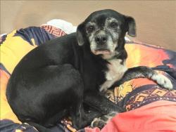 Shelter Stray Female Dog last seen , 14409 Vanowen St, Van Nuys, CA 91405, USA